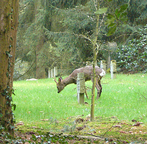 Natuurbegraafplaats
